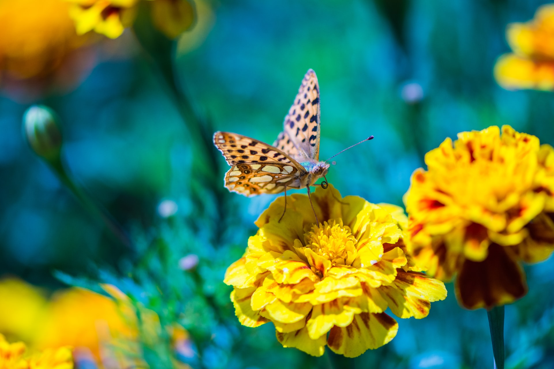 butterfly effect